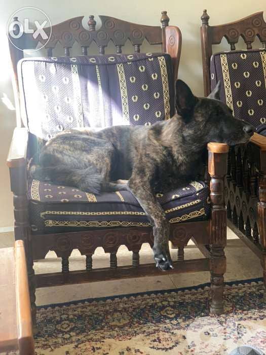 dutch shepherd lal zawej 7
