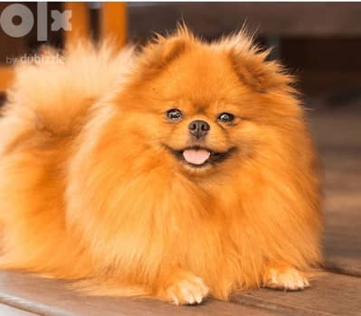 pomeranian little baby