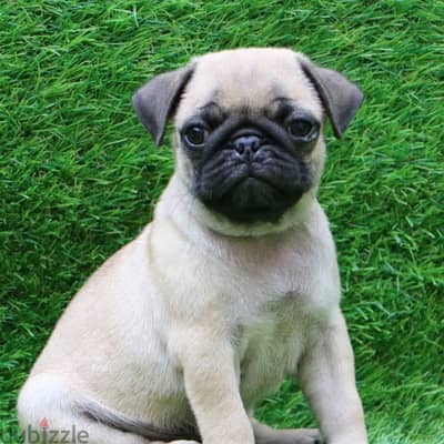 imported Pug cuteness