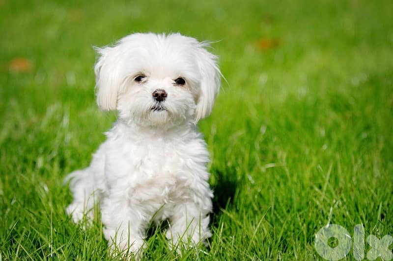 bichon maltese 0