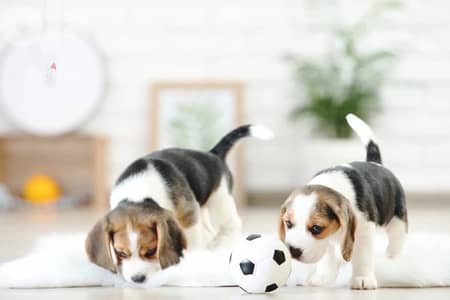 beagle puppies