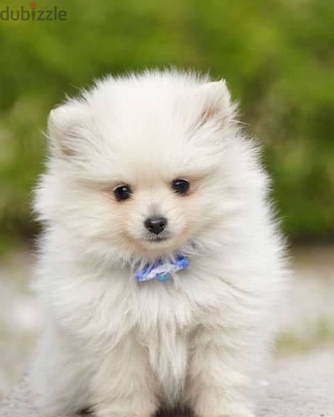 Pomeranian Spitz 0