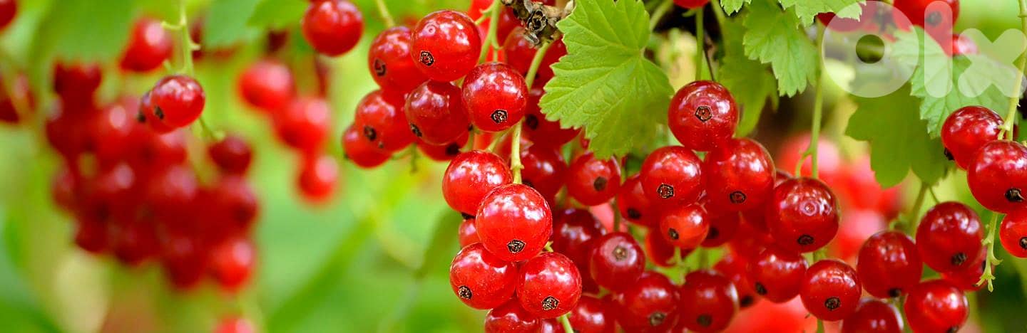 Spanish Currant berry Big 0