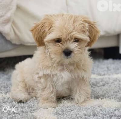imported Maltipoo Baby love