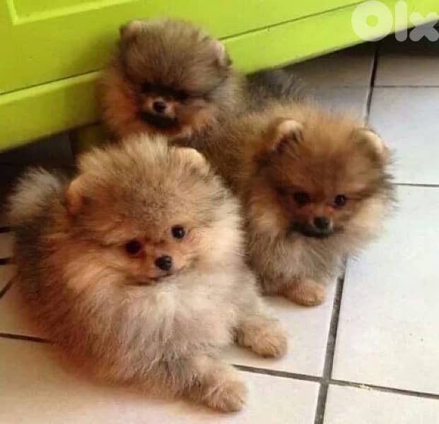 Imported Pomeranian Orange Delivery too 0