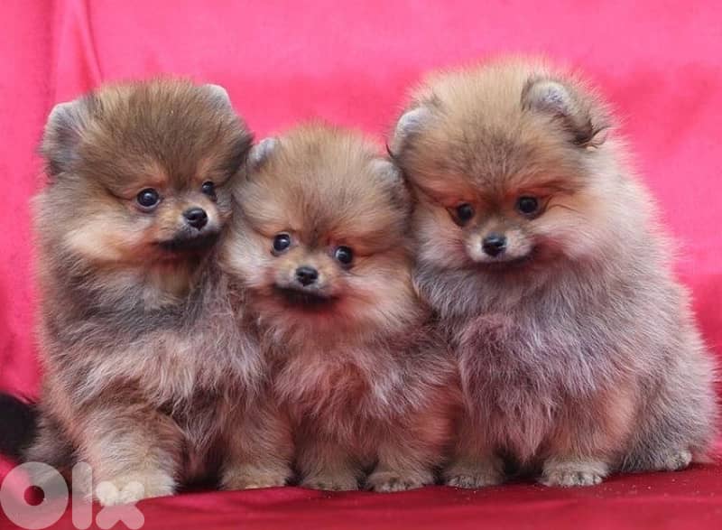 Pomeranian ADORABLE IMPORTED 0