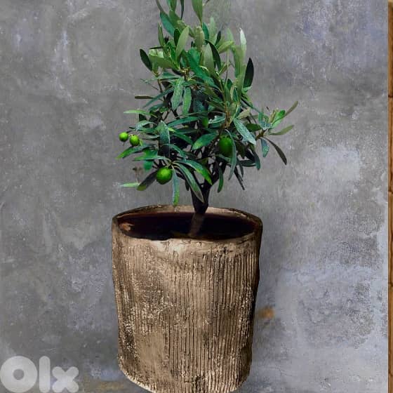 Concrete round planters 2