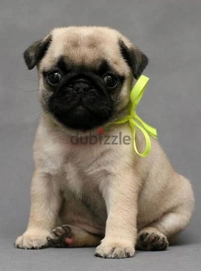 Imported Pug Puppy