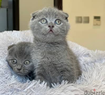 Scottish Fold Grey