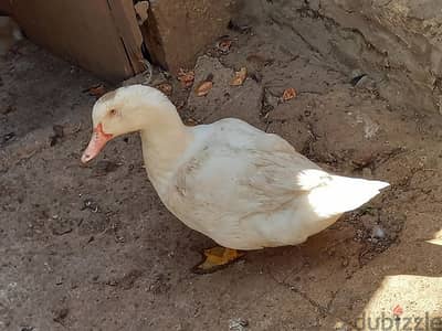 انت مشغول او بدك تسافر وعندك حيونات الحل عنا