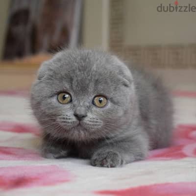 Scottish Fold Kitten Cat
