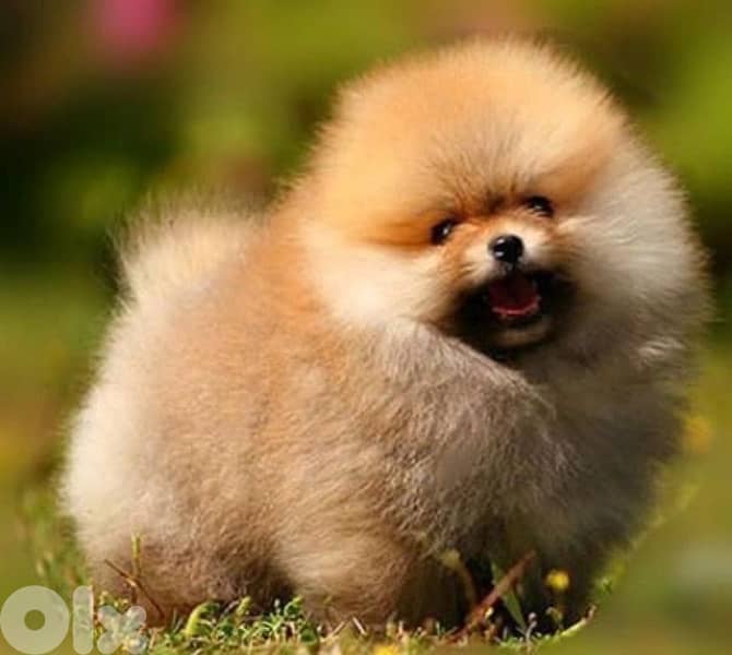 Pomeranian Boo Imported Teacup Orange 0