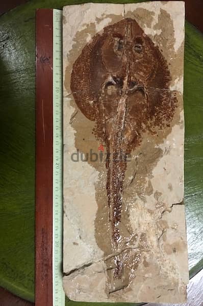 Rare, highly collectible “Rhinobatos” stone 36 x15 cm 2