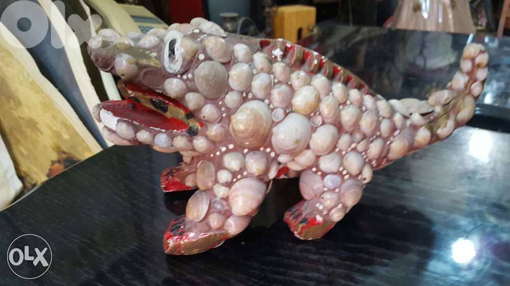 تمساح صدف مميز 0