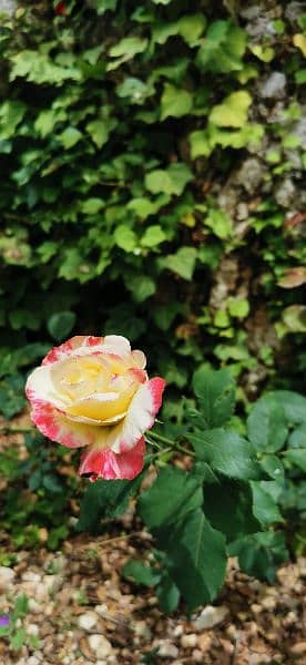 GHazir 100m 2 bed + 160 garden Wonderfull apartment 0