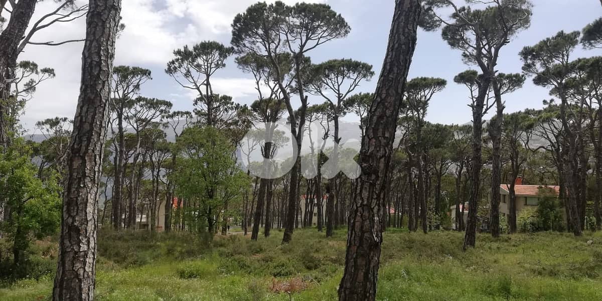 L12332-A Unique Land With Amazing Green View for Sale In Bolonia 2