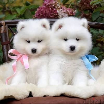 Imported Samoyed puppy