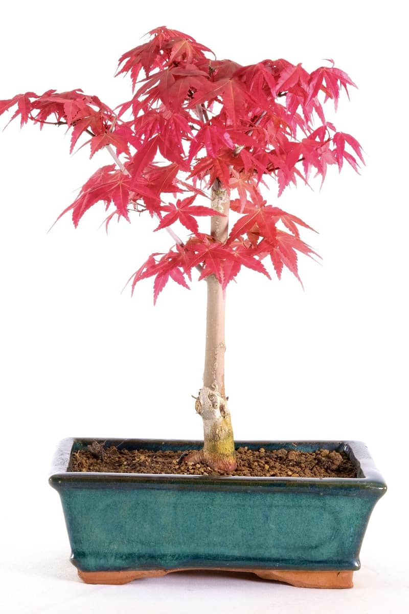 Red Japanese maple bonsai 0