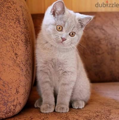 British Kitten Lilac shorthair Delivery
