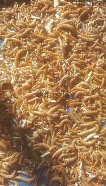 mealworms, دود قبابي 4