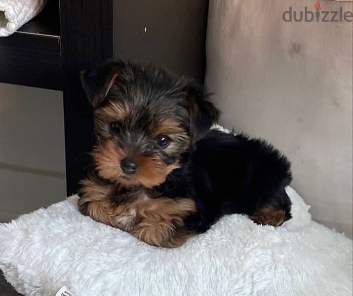 Teacup Yorkshire Imported Yorkie TINY 0