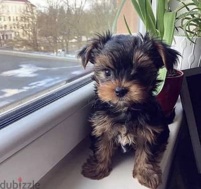 SMALLEST Yorkshire Yorkie Imported