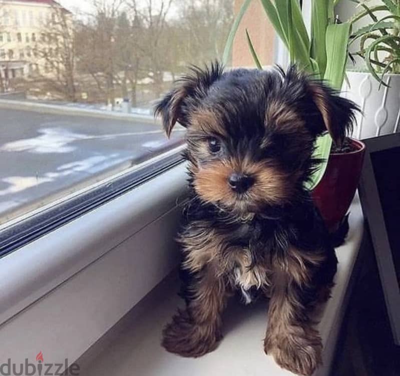 SMALLEST Yorkshire Yorkie Imported 0
