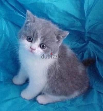 British white and grey shorthair kitten Tom