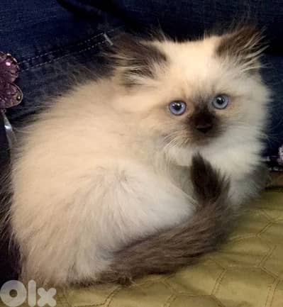 Himalayan