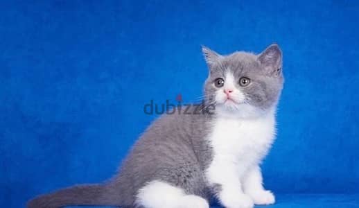 British White and grey Tom kitten