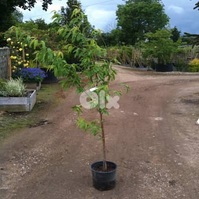 American chandler walnut (Spanish origin) جوز شاندلر إنتاج إسباني 1