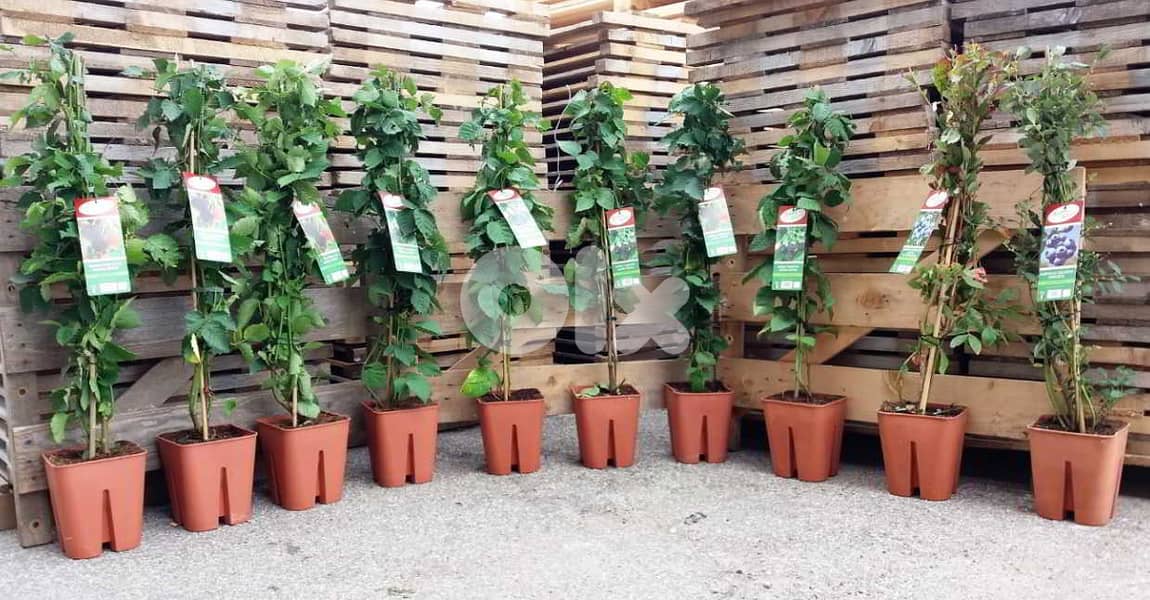 Italian prenium Blackberry 1