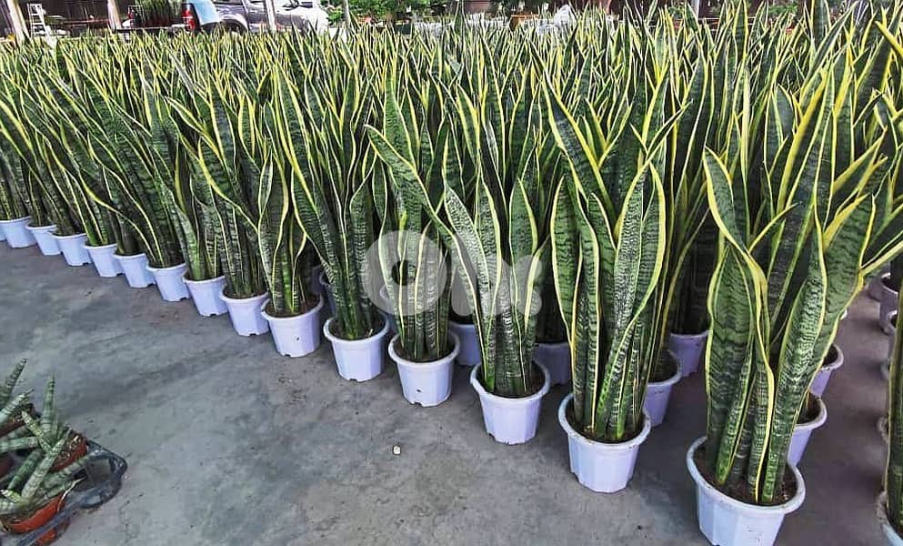 Snake plant/ sanseveria 0
