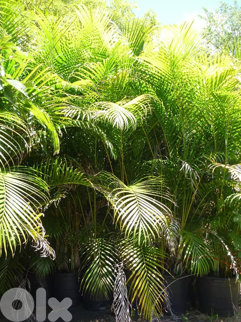 Areca plant best price in Lebanon 2