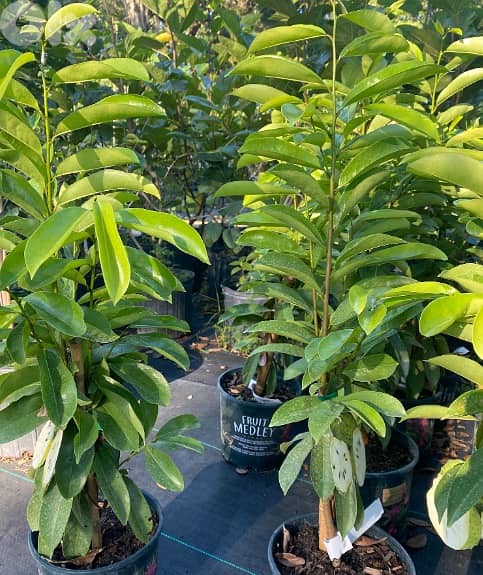 Spanish Graviola شجر غرافيولا إسباني 2