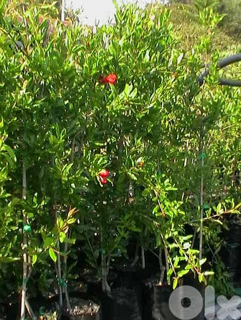 Italian pomegranate 2