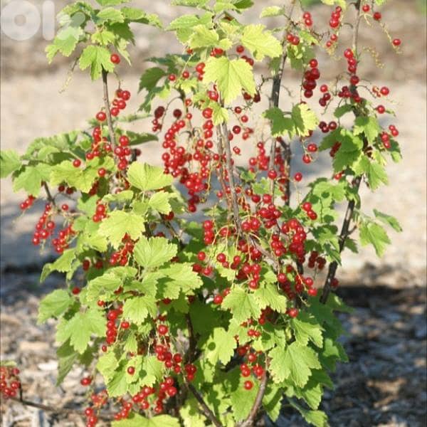 Spanish Currant berry Big 1
