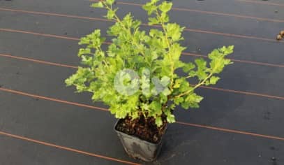 Gooseberry from Italy red/ green 2