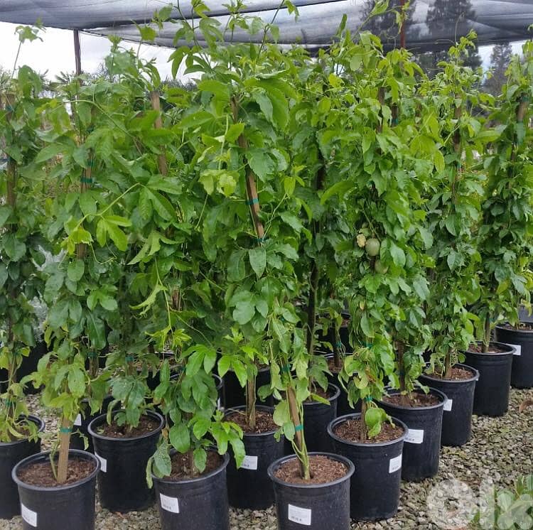 Spanish Yellow passion fruit 1