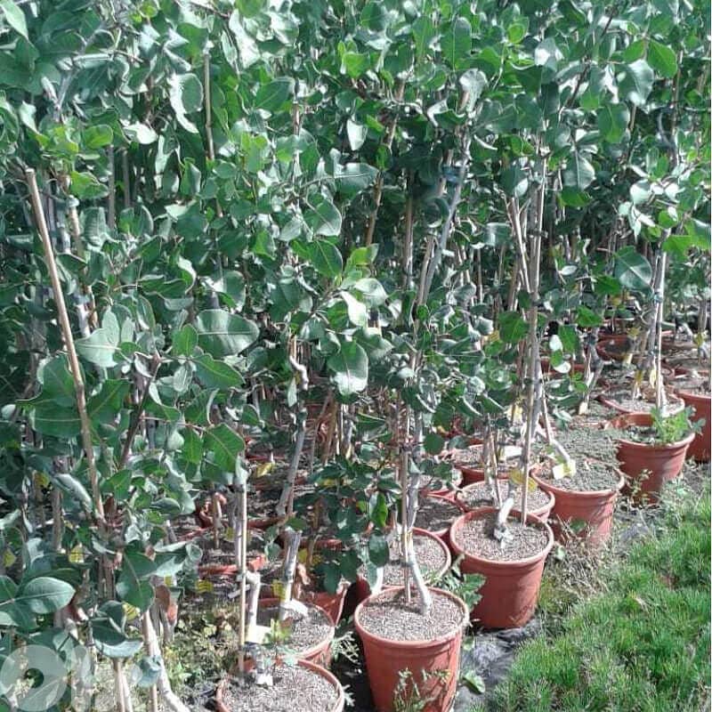 شجر الفستق الحلبي؛ إنتاج إسباني؛ Spanish Pistacia trees 2