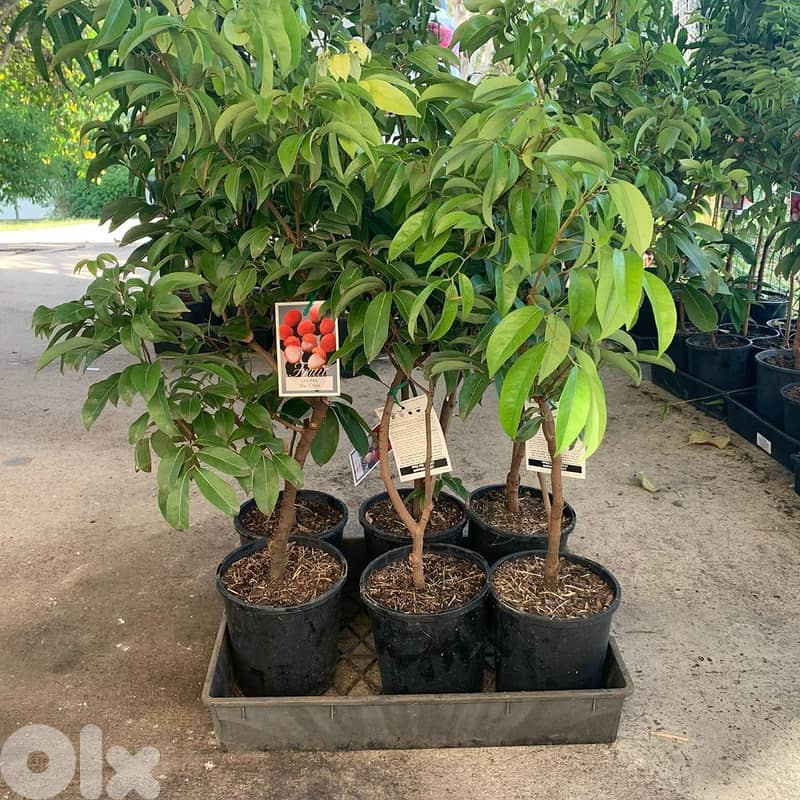 Spanish Litchi trees شجر ليتشي إسباني 1