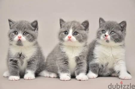 white and grey British