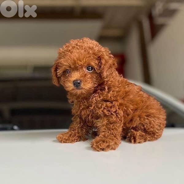 Toy Poodle Brown imported 0