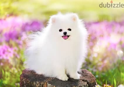 Pomeranian