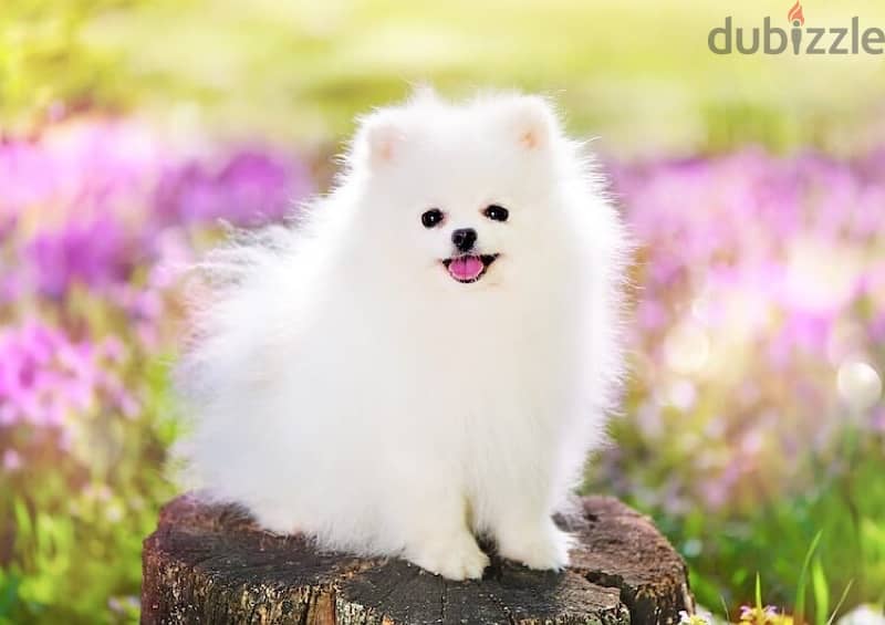 Pomeranian 0