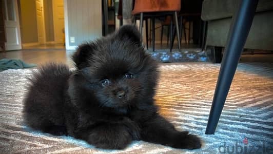 imported Pomeranian Black Puppy
