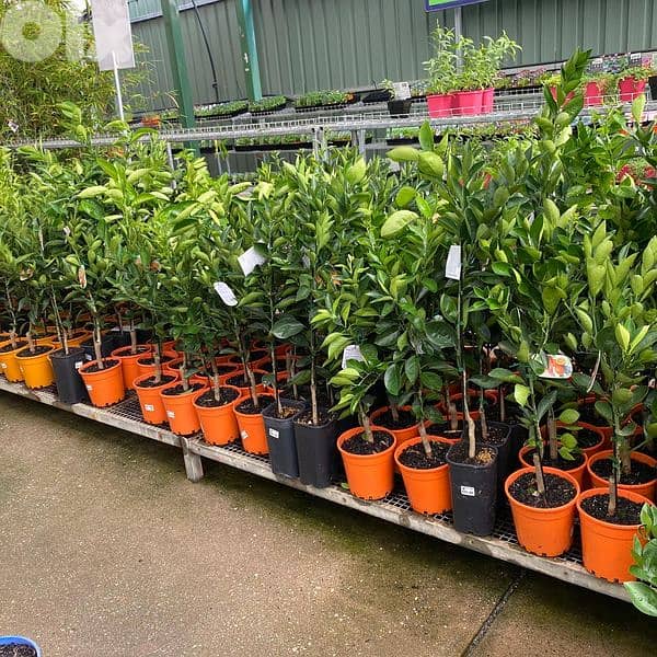 Italian clementine trees 2