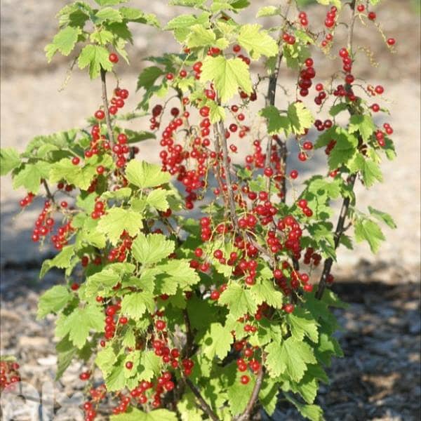 Big Italian Red currant berry/ red ribes 2