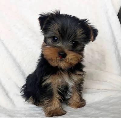 SMALLEST Teacup Yorkshire imported