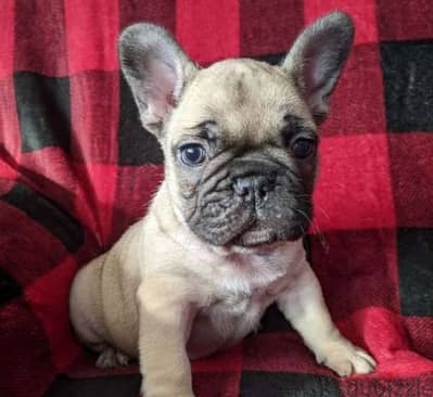 French bulldog Puppies -  Dog كلاب